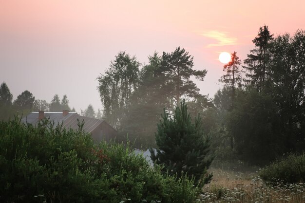 Estate albero al tramonto