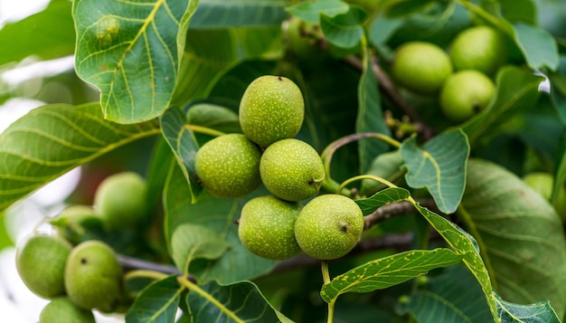 Estate albero giardino di noce Ramo di noci verdi