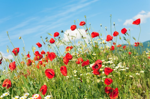 Estate bella papavero rosso e fiori di camomilla bianca su cielo blu con nuvole