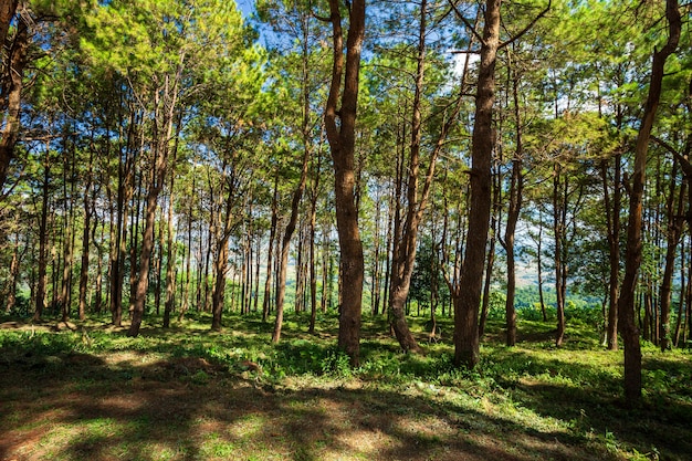 Estate bellissima foresta di larici con diversi alberi, verde pineta sulla montagna