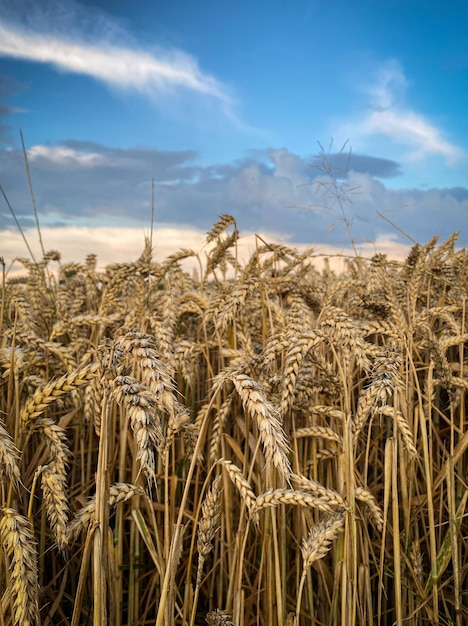 Estate cielo paesaggio natura pianta di mais