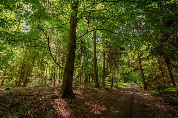 Estate colorata nella foresta in Polonia