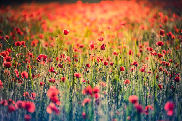 Estate dai toni vintage fiori papavero rosso natura floreale sfocato paesaggio rilassante