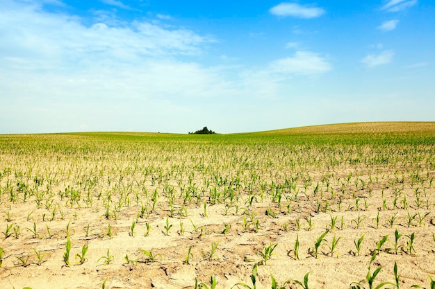 Estate del campo di grano