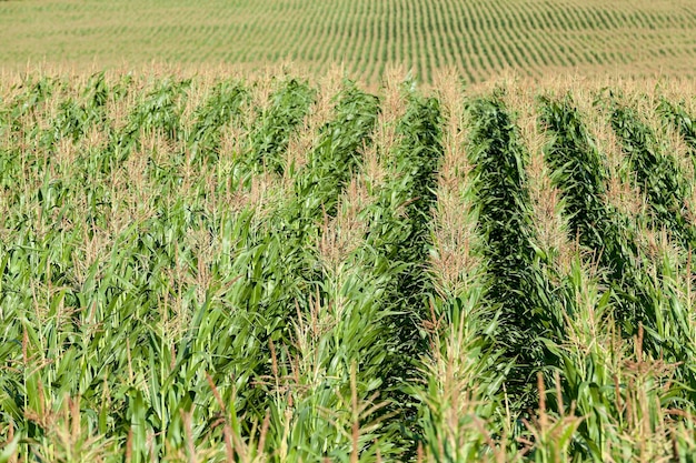 Estate del campo di grano