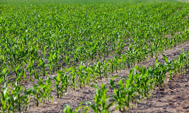 Estate del campo di grano