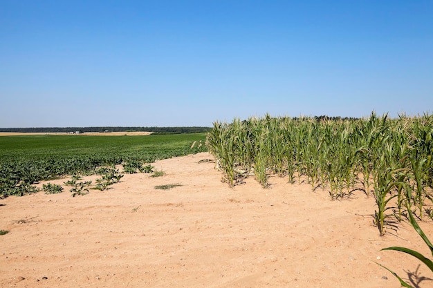 Estate del campo di grano