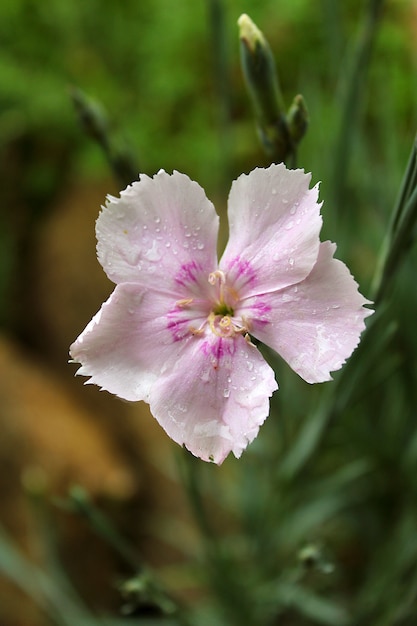 Estate di fiori rosa