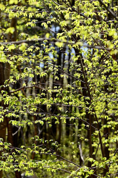 Estate fresca del fondo verde naturale della foglia