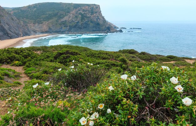 Estate in fiore costa rocciosa atlantica vista, Aljezur, Algarve ovest, Costa Vicentina, Portogallo.