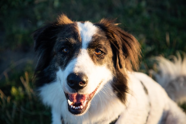 estate in riva al lago con un cane