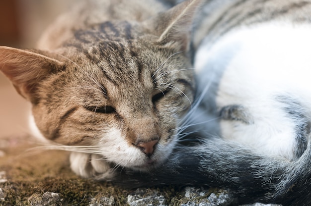 Estate Montenegro Balkan Cat