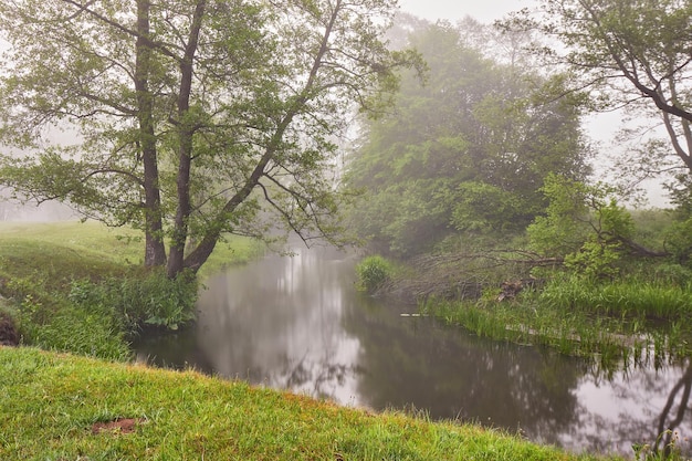 Estate nebbiosa mattina calma scena rurale Creek nel bosco nebbioso Alberi di ontano sul lungofiume