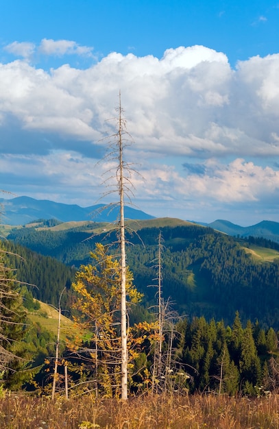 Estate nebbioso paesaggio di montagna con bosco di abeti sul pendio, Carpazi, Ucraina