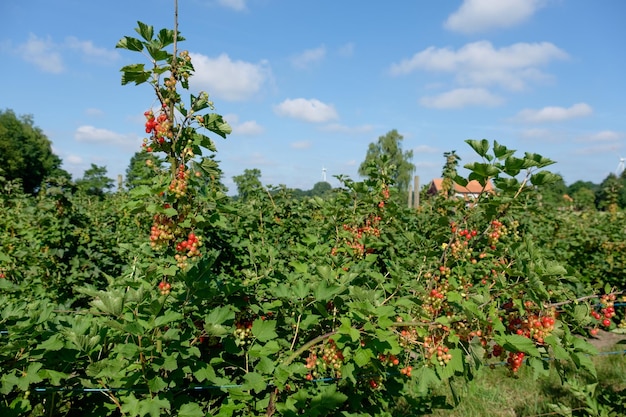 estate nel Münsterland tedesco