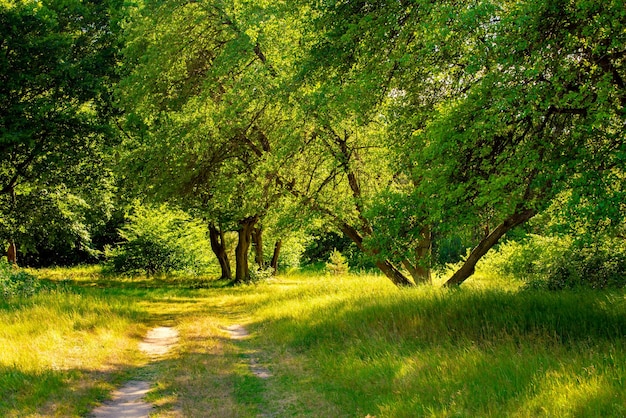 Estate nel parco forestale