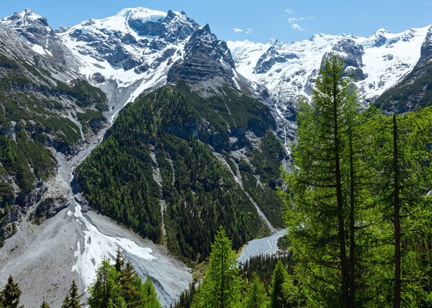 Estate Passo dello Stelvio con bosco di abeti e neve sul fianco della montagna (Italia)