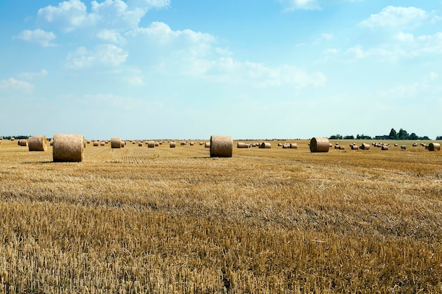 Estate per la raccolta dei cereali