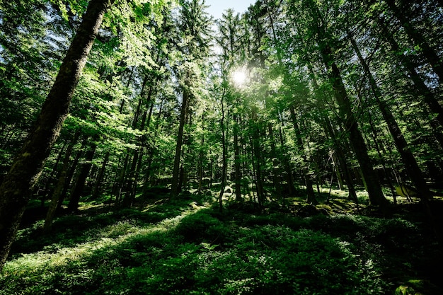 Estate soleggiata foresta di conifere La luce del sole raggi di sole attraverso i boschi Nel paesaggio forestale Parco nazionale di Sumava Repubblica ceca