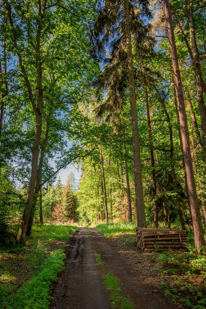 Estate soleggiata nella foresta in Polonia