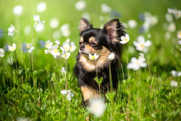 Estate. Un cane della chihuahua in uno schiarimento soleggiato