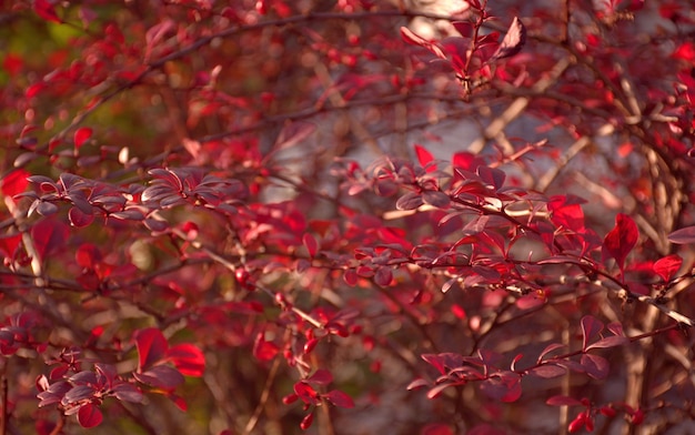 Estetica del cespuglio di crespino del paesaggio autunnale colori vivaci dell'autunno fuoco selettivo sfondo sfocato natura della costa del Mar Nero regione di Krasnodar Russia