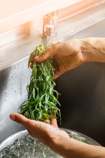 Estragon di lavaggio a mano maschio. Erbe sotto il flusso d'acqua. Aroma di erbe fresche. Condimento speciale per il cibo.