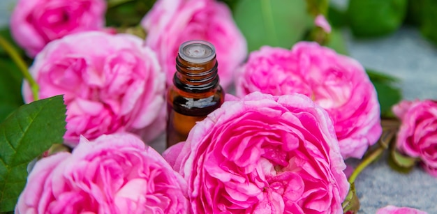 Estratto di olio essenziale di rosa tea. Messa a fuoco selettiva. natura.