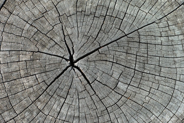 Estratto di vecchia struttura di legno del ceppo, ceppo di legno del ceppo come fondo o carta da parati