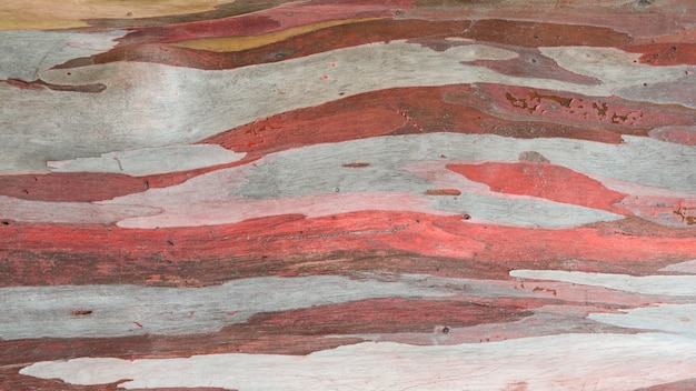 Estratto variopinto della corteccia di albero dell&#39;eucalyptus