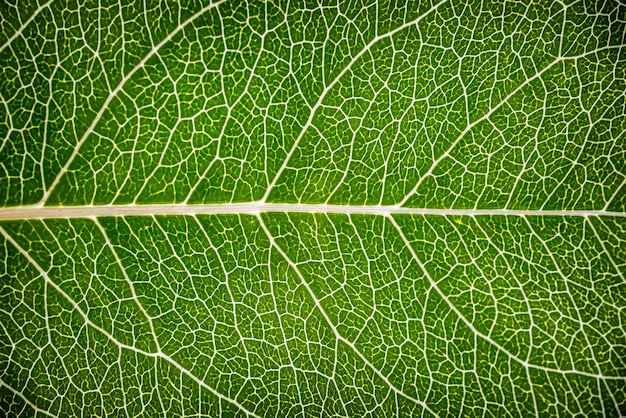 Estratto vicino in su della struttura verde del foglio Stile del grano del film.