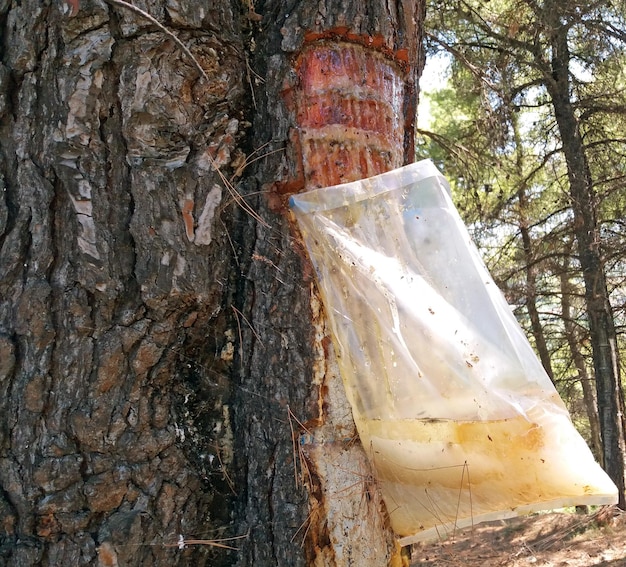 Estrazione del succo di pino dalla corteccia in Grecia