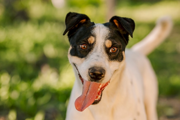 Estremamente ravvicinato di un cane bianco allegro e divertente che appende la lingua la sera in giardino