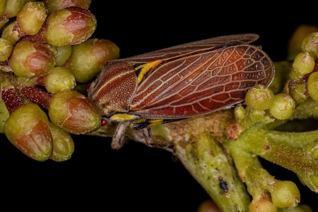 Etalionide Treehopper adulto