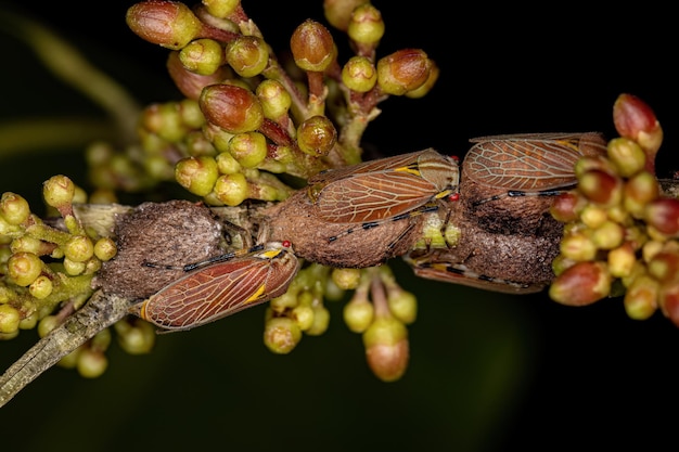 Etalionide Treehopper adulto