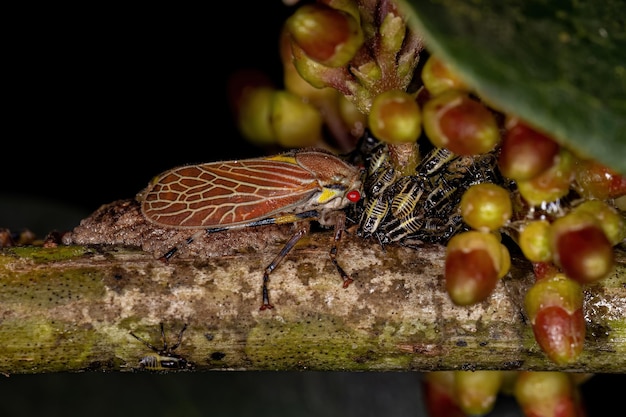 Etalionide Treehopper adulto