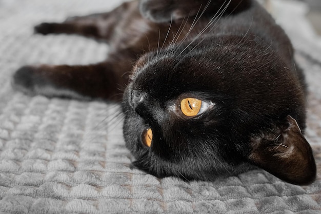 etero scozzese. Gatto nero purosangue. Animale nero. Il gatto è a casa. Un animale domestico viziato.