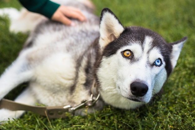 Eterocromia oculare insolita. Occhi diversi hanno Husky