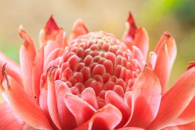 Etlingera Elatior o Red Torch Ginger