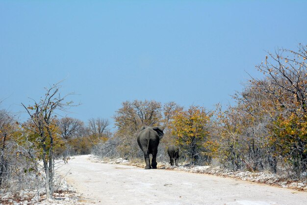 Etosha Namibia Un branco di elefanti con cuccioli di elefante arriva a un abbeveratoio