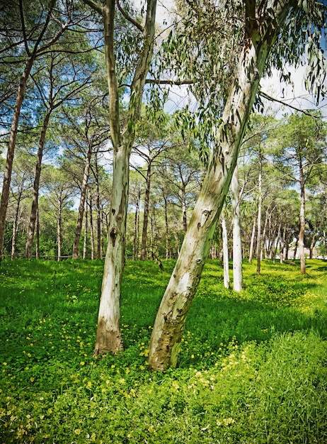 Eucalipto e pini in un prato verde ad Alghero in Italia