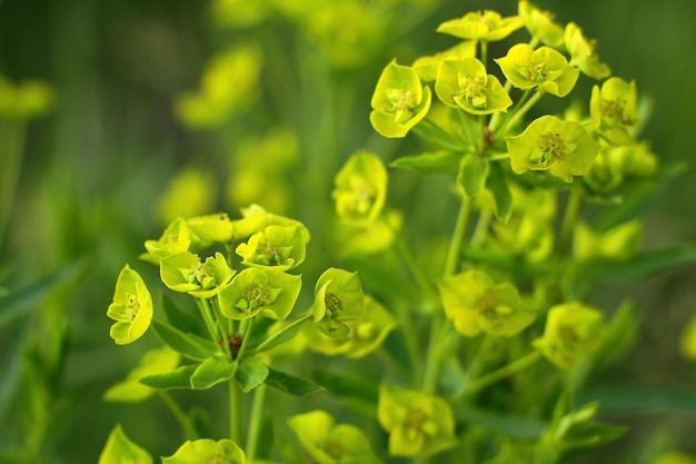 Euforbia di cipresso Euphorbia cyparissias con molti fiori gialli in primavera