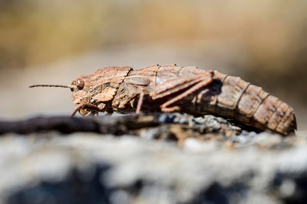 Eumigus monticola è un genere di orthoptera della famiglia pamphagidae