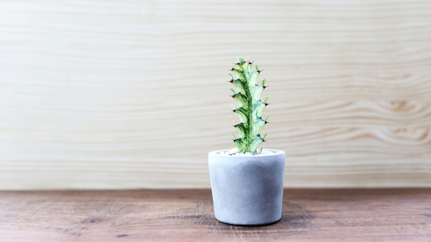 Euphorbia cactus in vaso sul tavolo di legno