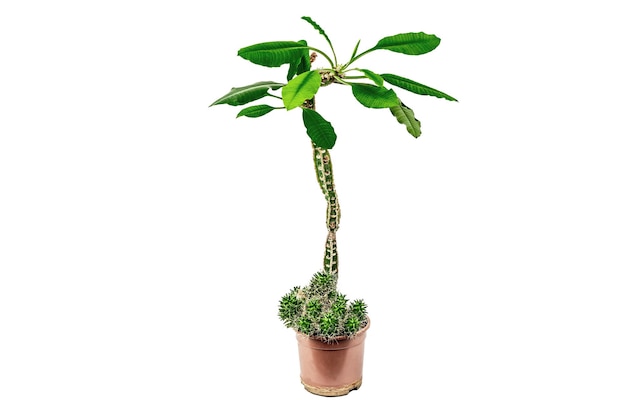 Euphorbia lophogona in un vaso isolato su sfondo bianco Cactus a crescita rapida