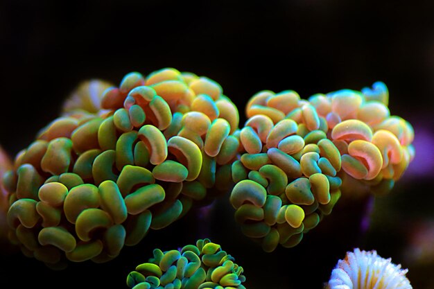 Euphyllia Crtistata, raro corallo LPS in acquario di barriera