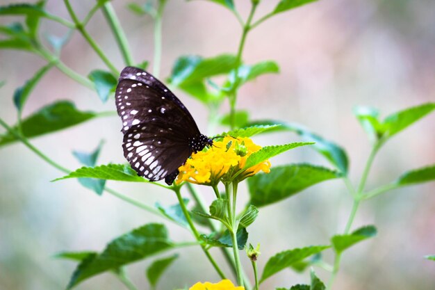 Euploea core la farfalla corvo comune appollaiata sulla pianta del fiore con un bel sfondo