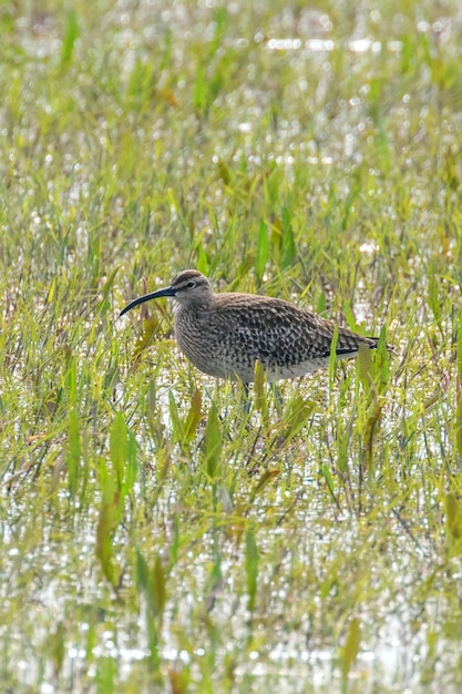 Eurasian Curlew in piedi nella bassa prateria palustre