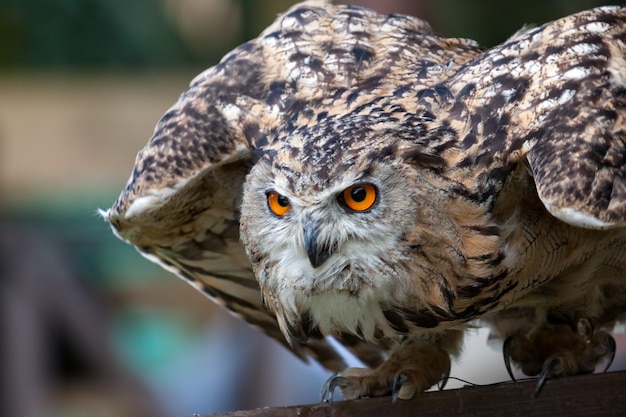 Eurasian Eagle-Owl (Bubo bubo) che si prepara per il volo