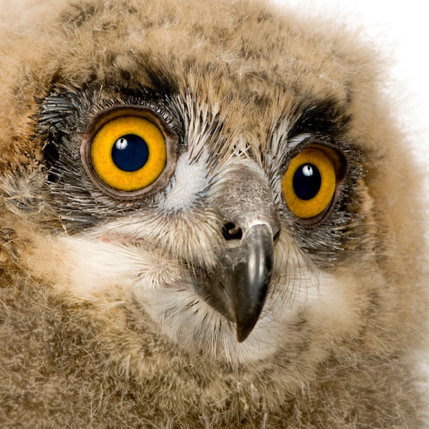 Eurasian Eagle Owl - Bubo bubo su un bianco isolato